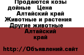 Продаются козы дойные › Цена ­ 3 000 - Алтайский край Животные и растения » Другие животные   . Алтайский край